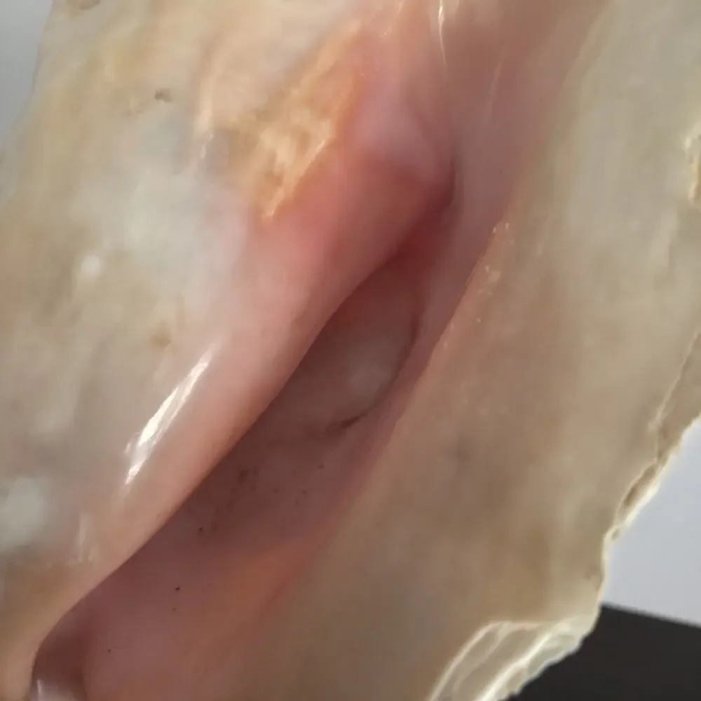 Natural 9.5” L Conch Shell - Picture 7 of 10